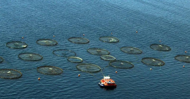 Türkiye, Akdeniz ve Karadeniz balıkçılığında lider