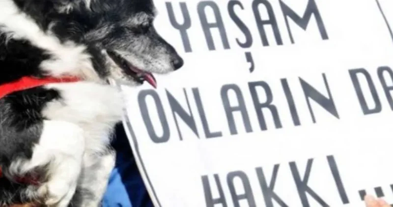 Köpekleri istismar edip öldüren sapık doktora verilen cezanın gerekçesi açıklandı