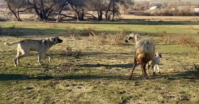 Anne koyun kuzusunu korumak için köpeğe karşı siper oldu Erzincan Haberleri