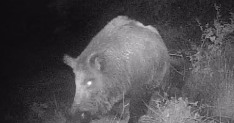 Kahramanmaraşlı doğa tutkunu genç fotokapanla yaban hayatını görüntülüyor