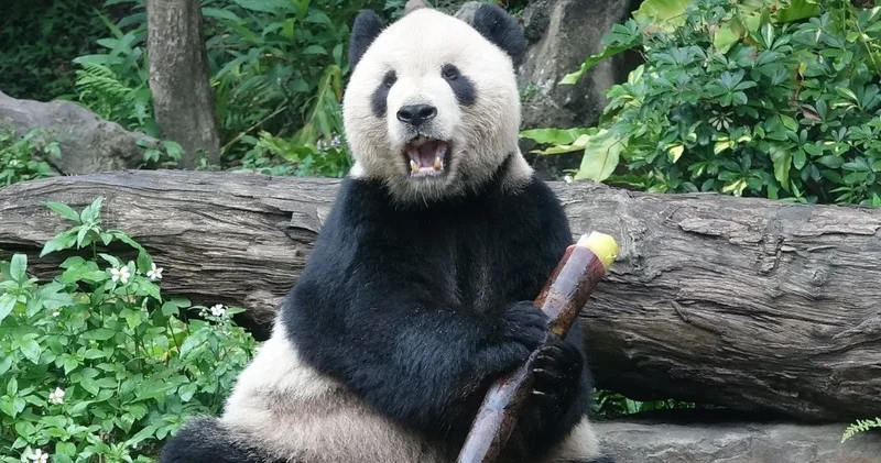 Japonya pandalarla son yıllarını yaşıyor