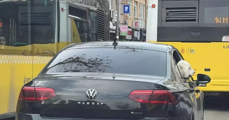 Üsküdar da yeni başkan eski başkanın makam aracını köpeğine tahsis etti iddiası