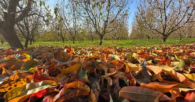 Yorgun ve renkliler Bursa Haberleri