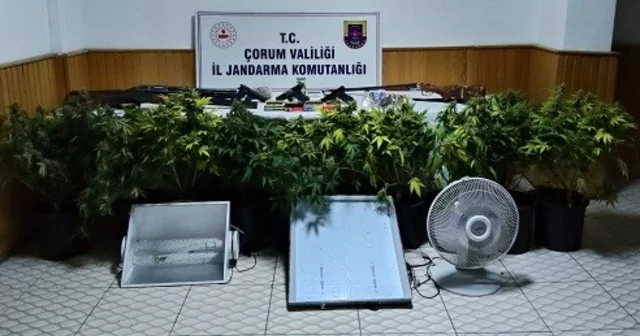 Köy evinde çadır kurup skunk yetiştiren şahsa operasyon Çorum Haberleri