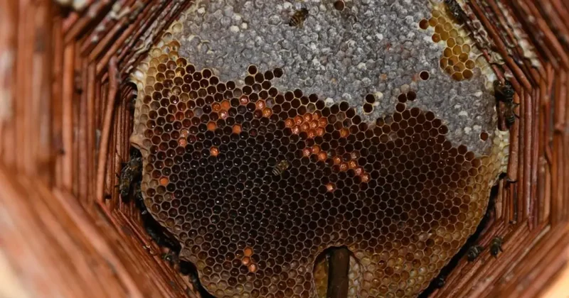 Kilosu 10 bin lira: Bal arılarına evde oda tahsis etti!