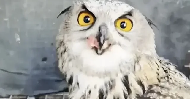 Şırnak’ta bulunan yaralı baykuş tedavi altına alındı VİDEO İZLE