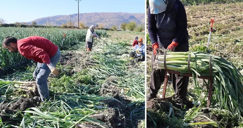 Yüzlerce dönümlük hasat! İlçenin tamamı kokmaya başladı, işçiler adeta akın etti