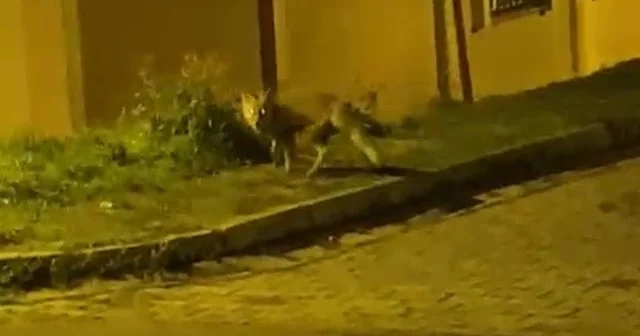 Tilkinin panik anları kameraya takıldı Tiki aradığı yiyeceği bulamayınca tek sıçrayışta gözlerden kayboldu Düzce Haberleri