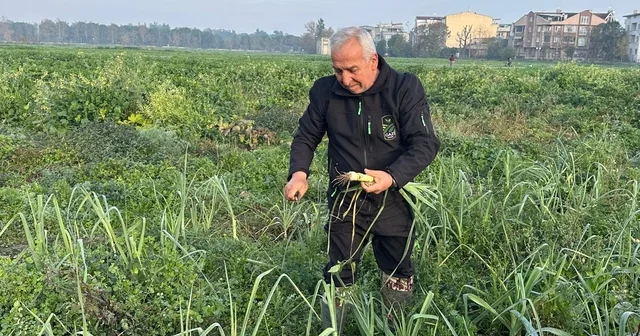 Ata tohumundan ilaç kullanılmadan üretiliyor, Kent Lokantası ndaki yemeklerde kullanılıyor Bursa Haberleri