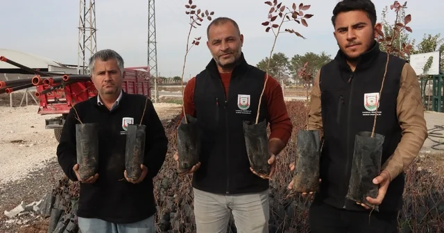 Büyükşehir den çiftçilere 35 bin fıstık fidanı desteği Şanlıurfa Haberleri