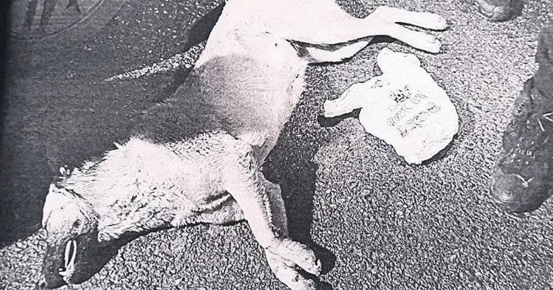 Köpeği öldüren caniye 5 yıl istendi