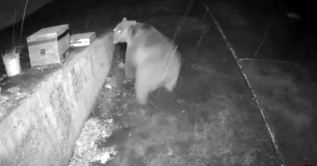 Trabzonlunun anons sistemi ayıyı korkup kaçırttı Yayla evine yaklaşan ayı Dikkat gözetim altındasınız sesli anonsu sonrası kaçtı, o anlar kameraya saniye saniye yansıdı Trabzon Haberleri