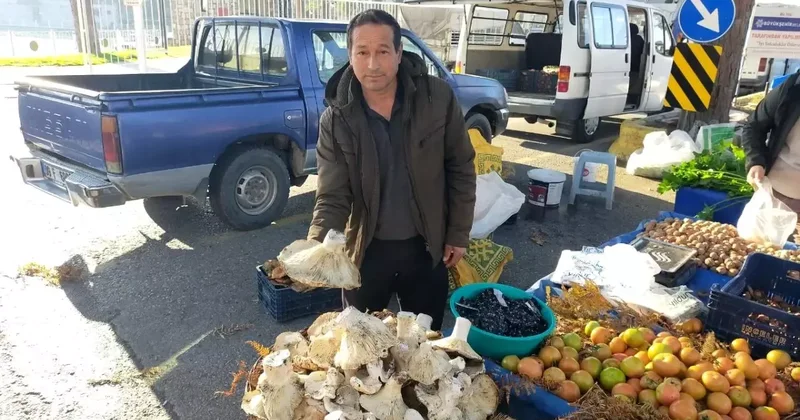 Bin 800 rakımlı yayladan toplayıp getiriyor, gören almadan geçmiyor