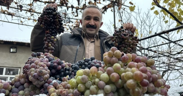 Kara kışa meydan okuyan lezzet: Kışlık üzüm dalından koparıldı Hakkari Haberleri