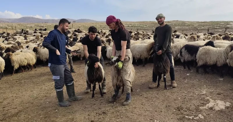 Şırnak’ta hayvancılığa 2025’te güçlü dokunuş