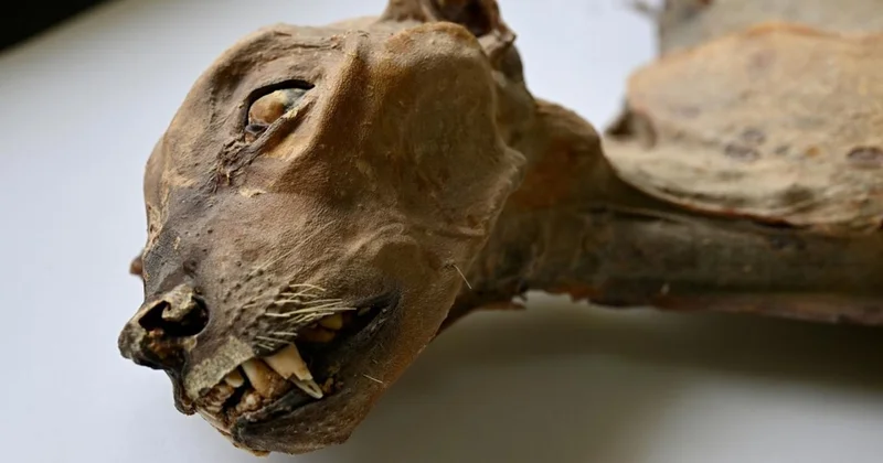 Suudi Arabistan çöllerinde mumyalanmış 7 nadir çita bulundu