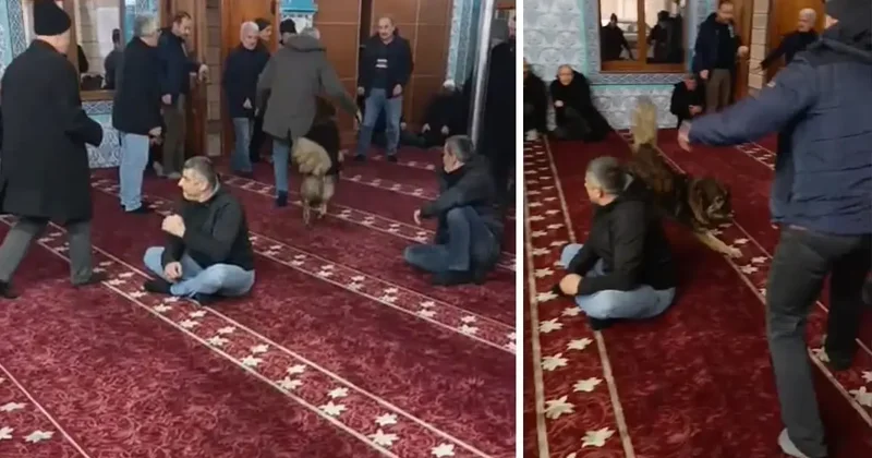 Camiye Giren Sokak Köpeği Şaşırttı