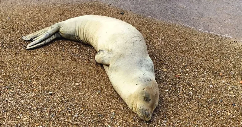 Antalya da kıyıya Akdeniz foku vurdu