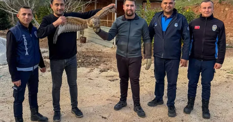 Kumluca da yaralı atmaca tedavisi sonrası doğaya bırakıldı