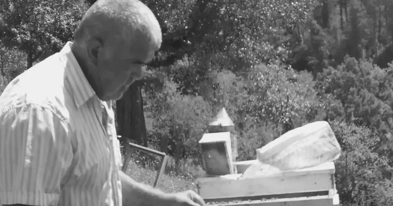 Bartın da kahreden olay: Kestiği ağacın altında kalan yaşlı adam öldü!