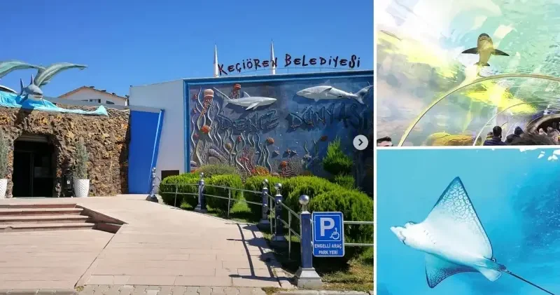 CHP li belediye beş balığa bakamadı Yerel Gündem Haberleri