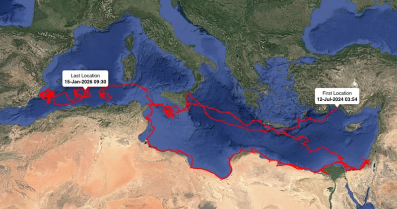 Uydudan izlenen caretta caretta Gümüş yaklaşık 24 bin kilometre katetti