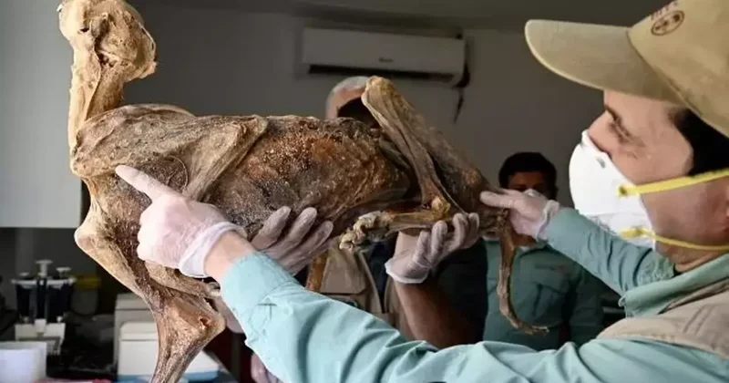 Yaşları 130 ile bin 800 yıl arasında! Mağarada bulundular...