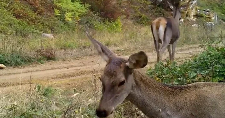 Bursa da fotokapana takıldılar: Doğanın içinden, en doğal haliyle