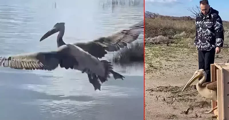 Yaralı ak pelikan 5 aylık tedavisinin ardından doğaya salındı