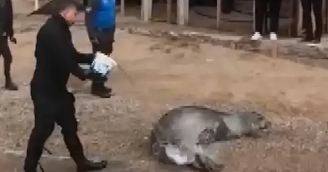 Yunanistan’dan kaçan Akdeniz foku Antalya sahilinde dinlenirken bulundu VİDEO İZLE