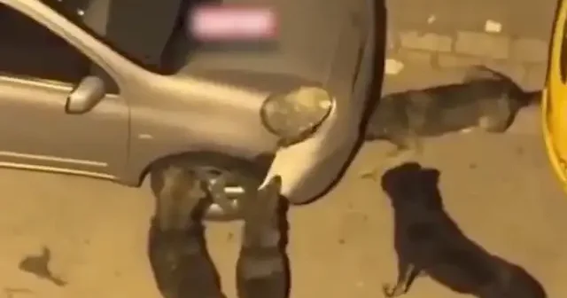Sahipsiz köpekler park halindeki aracın tamponunu dakikalarca ısırıp yerinden söktü: O anlar kamerada VİDEO İZLE