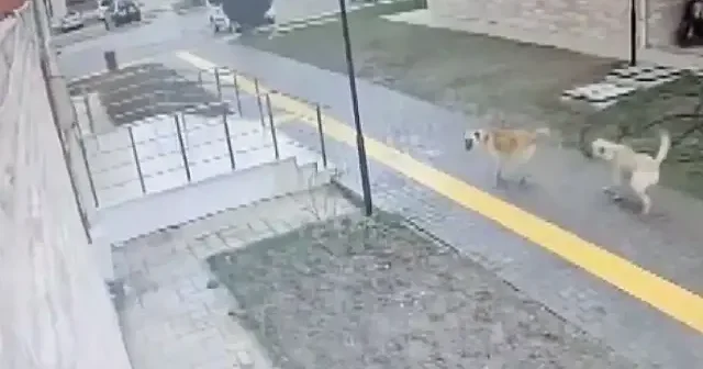 Amasya’da karne günü korkusu: Köpeklerden kaçan öğrenci apartmana sığındı VİDEO İZLE