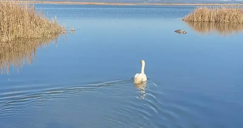 Bitkin halde bulunan kuğu, bakımının ardından doğaya bırakıldı