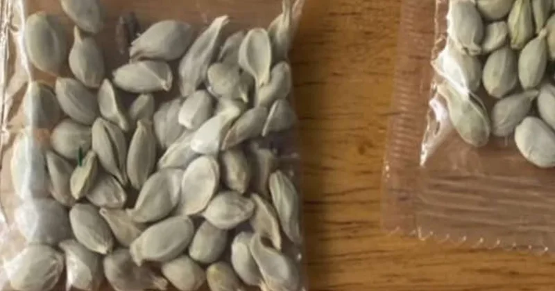 Takı diye gönderilen kargo paketlerinden çıkıyor: Sakın dokunmayın Sözcü Gazetesi