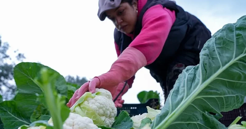 Çiftçilerin beklediği haber geldi! Ödemeler bugün yapılacak