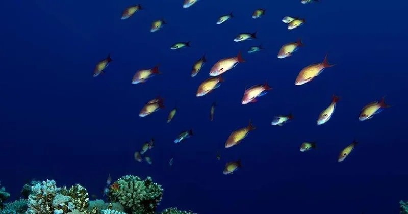 Aylarca oksijensiz yaşayabilen balık: İşte hayatta kalma stratejisi Sözcü Gazetesi