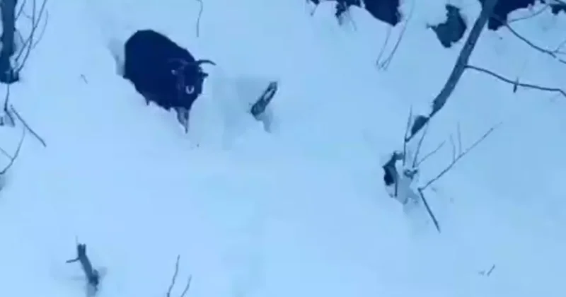 İş makinesi operatörü karda kaybolan keçiyi sahiplerine ulaştırdı