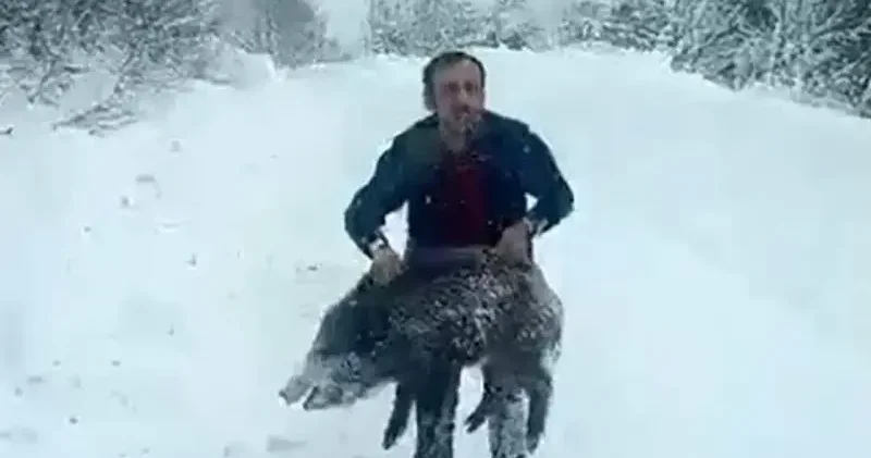 Sinop’ta eliyle domuz yakalayan vatandaşa 15 bin lira ceza Sinop Haberleri