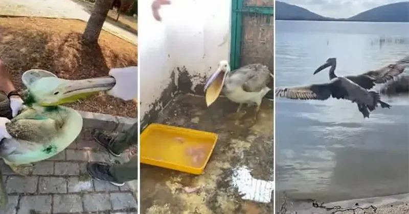 Ak pelikan doğaya döndü