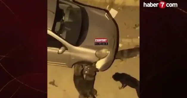Başıboş köpekler park halindeki aracı parçaladı