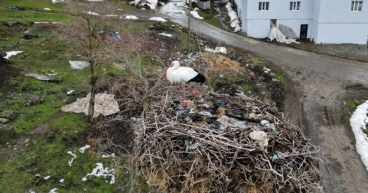 Burayı evi edindi 3 yıldır göç etmeyen leylek hayrete düşürüyor