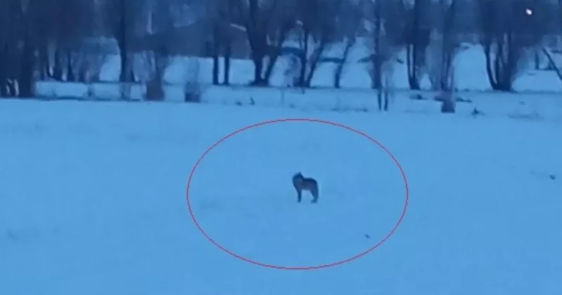 Bayburt un Arpalı beldesinde 3 kurt görüldü