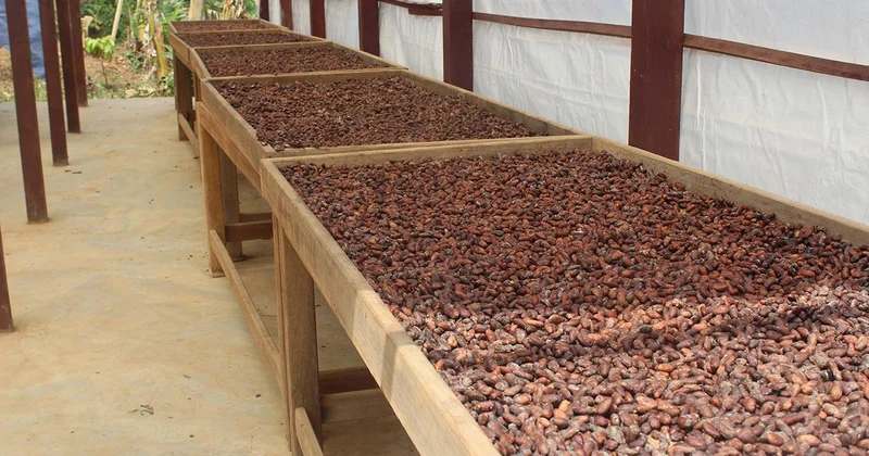 Türkiye den kakao ihracatında rekor