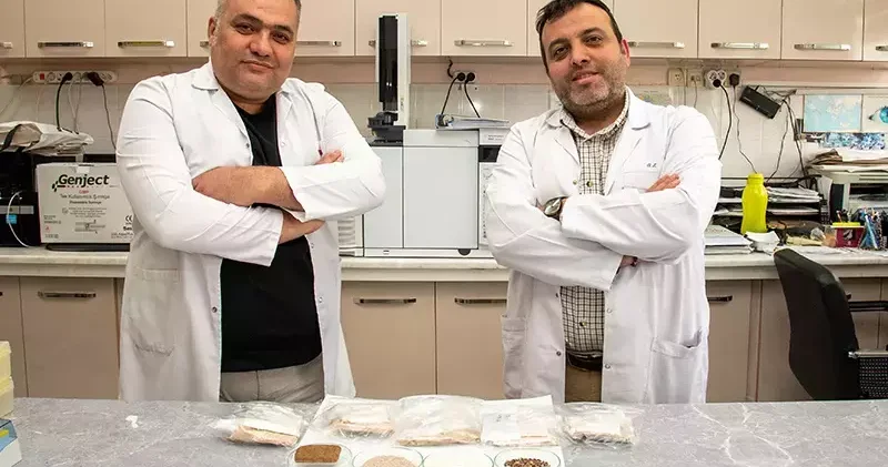 Selçuk Üniversitesi nde Alzheimer, diyabet ve kansere karşı renkli buğdaylardan bisküvi üretildi