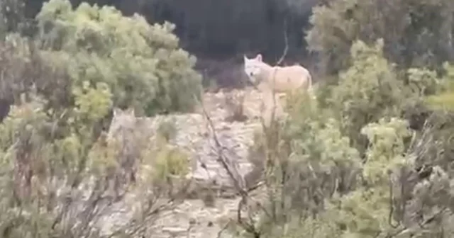 Menteşe de kurtlar cep telefonu kamerasına yansıdı Muğla Haberleri