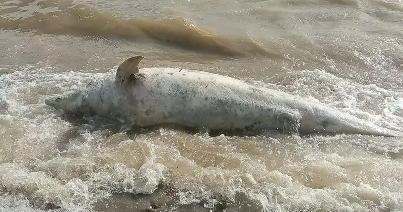 Ayvacık sahiline ölü yunus balığı vurdu