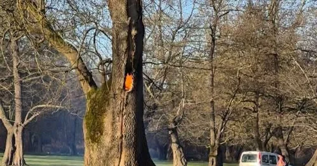 Ağaç kovuğunda yangın çıkarıldı Düzce Haberleri