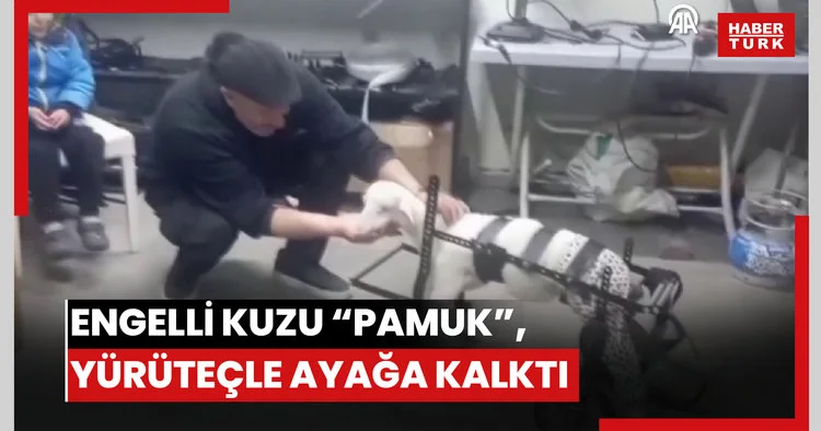 Doğuştan engelli kuzu Pamuk , hayvanseverin tasarladığı yürüteçle ayağa kalktı
