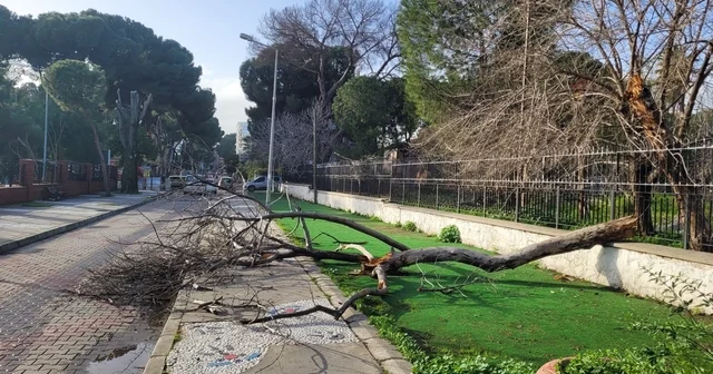 Çürüyen ağaç yola devrildi, facia ucuz atlatıldı Aydın Haberleri