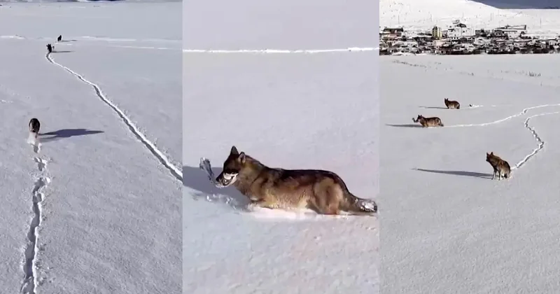 Kurtlar karlı arazide böyle görüntülendi